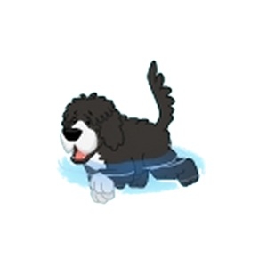 Portuguese Water Dog